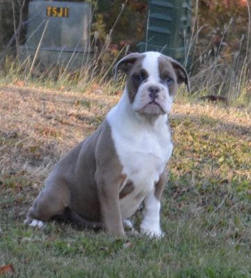 Available Olde English Bulldogge Puppy