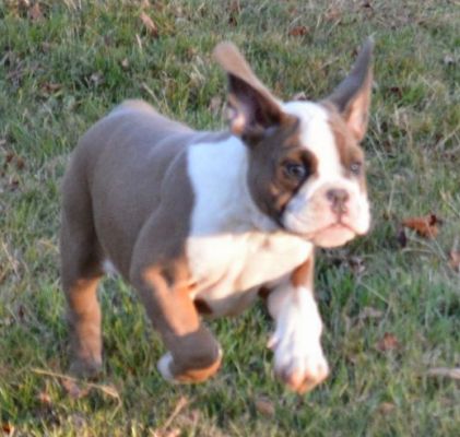 Available Olde English Bulldogge Puppy